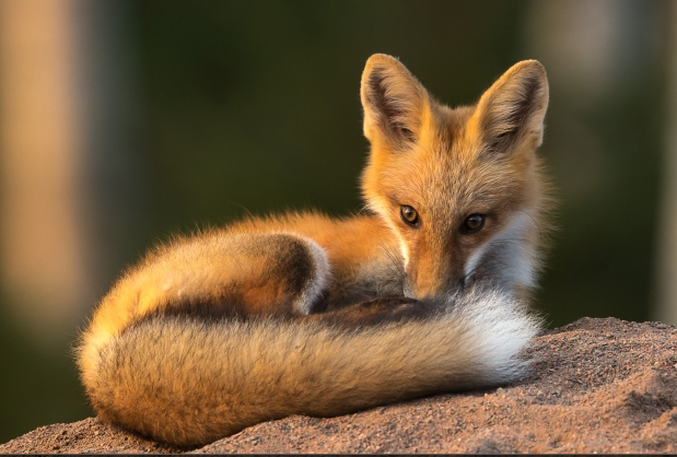 Solo fox