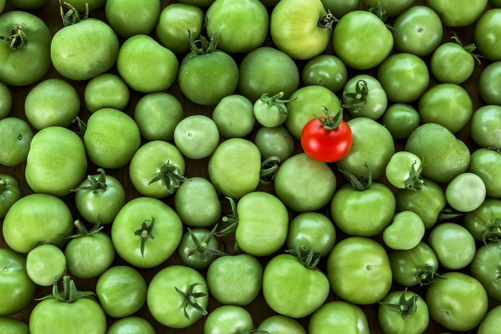 A tomato standing out in a sea of green apples