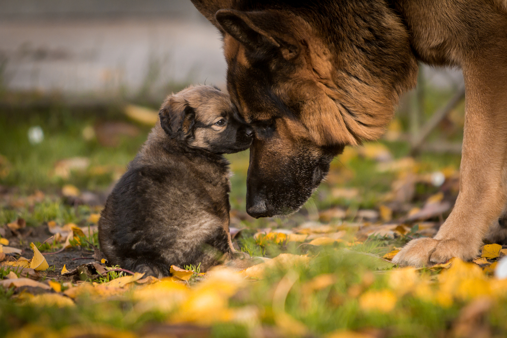 love between puppy and german shepherd