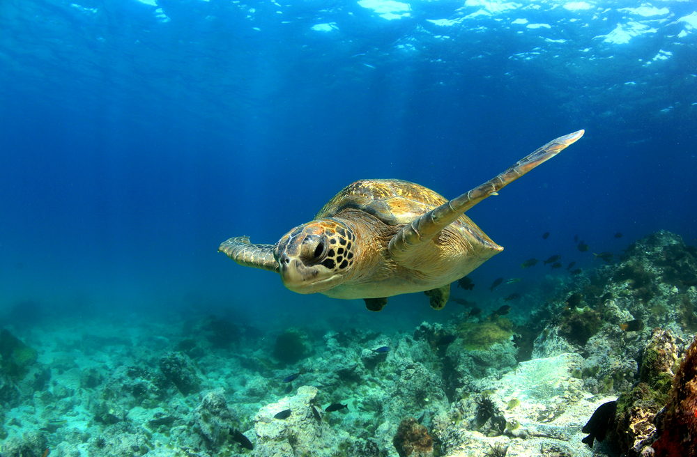 Green sea turtle swimming underwater