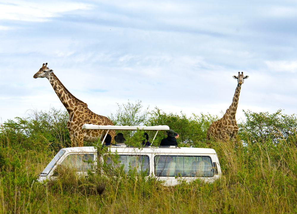 Tourists on safari take pictures of giraffes in Masai Mara National Park - Kenya