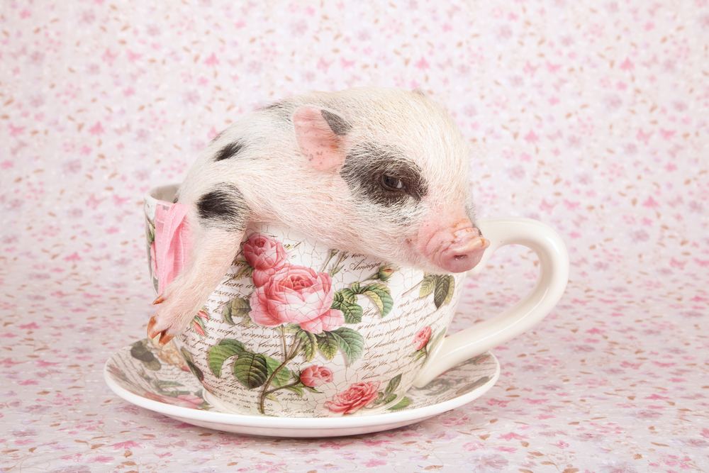 A miniature pig in a teacup 
