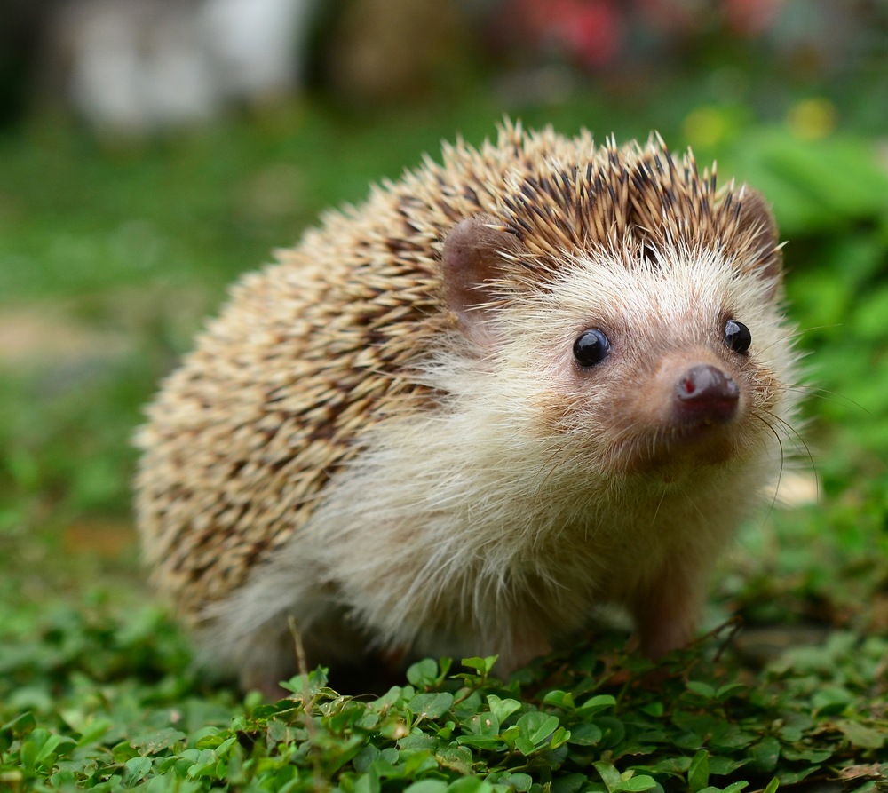 a hedgehog 