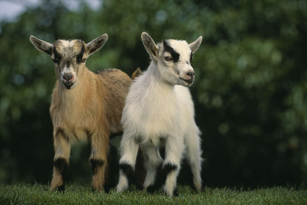 Two pygmy goats