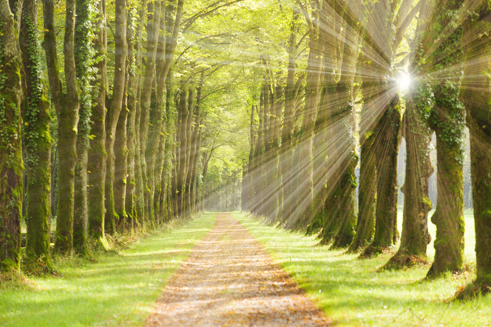 An alley of trees with rays of sunshine.