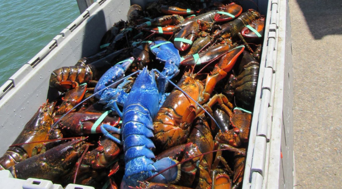 A blue lobster on a pile of regular ones.