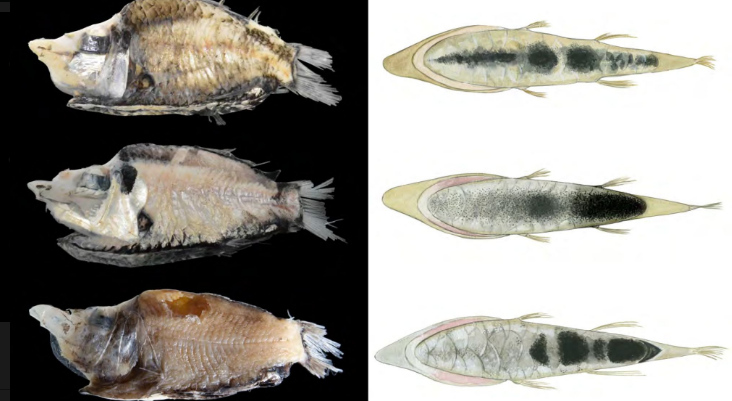 New species of barreleye fish.