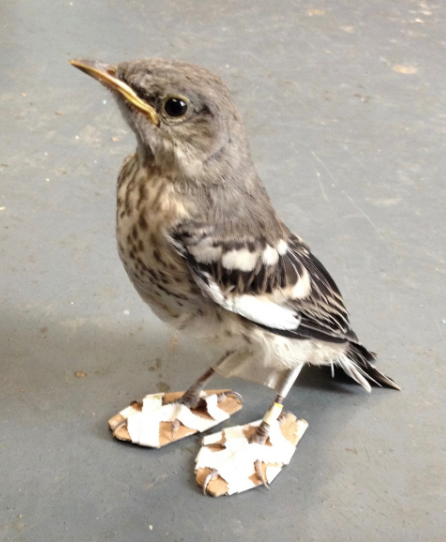 A tiny northern mockingbird with snowshoes on its feet.