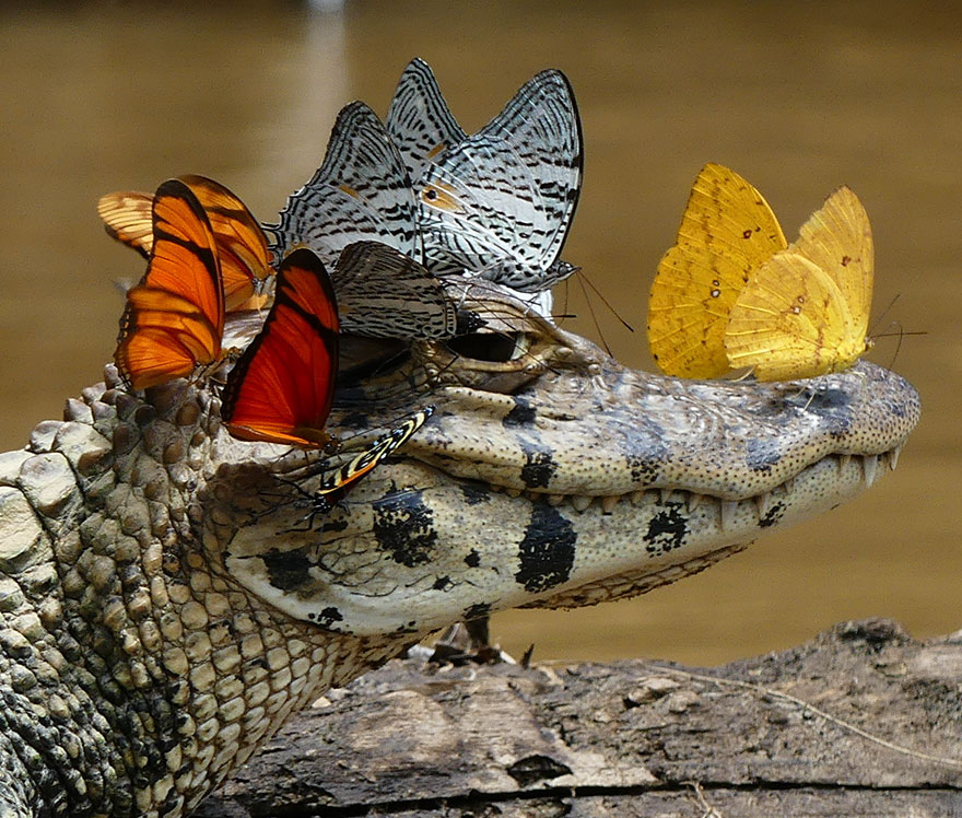 Shot by Mark Cowan. A caiman with a butterfly crown.