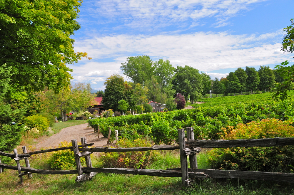 A vineyard in Quebec.
