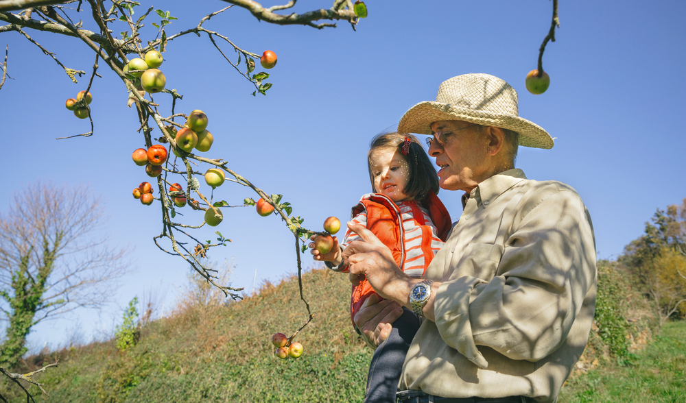 Senior man with hat and adorable little girl picking fresh organic apples from the tree in a sunny autumn day.