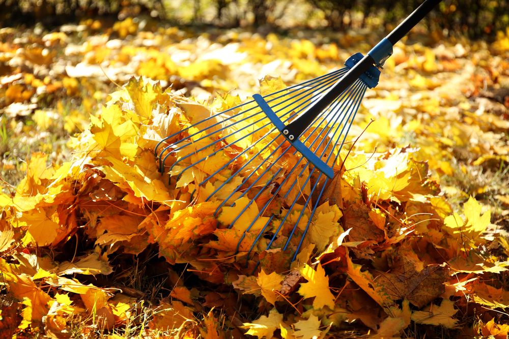 Raking fall leaves.