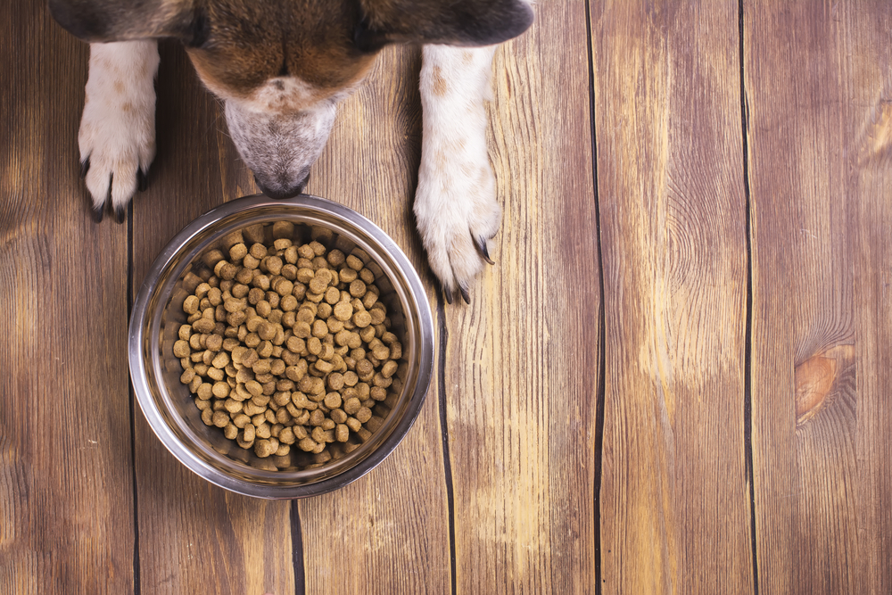Dry kibble in a bowl and a dog.