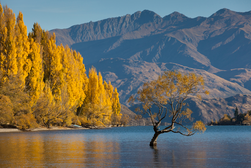 Lake Wanaka in autumn colors , Glendhu Bay , south island, New Zealand