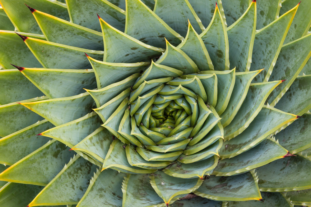 Close-up of a cactus.