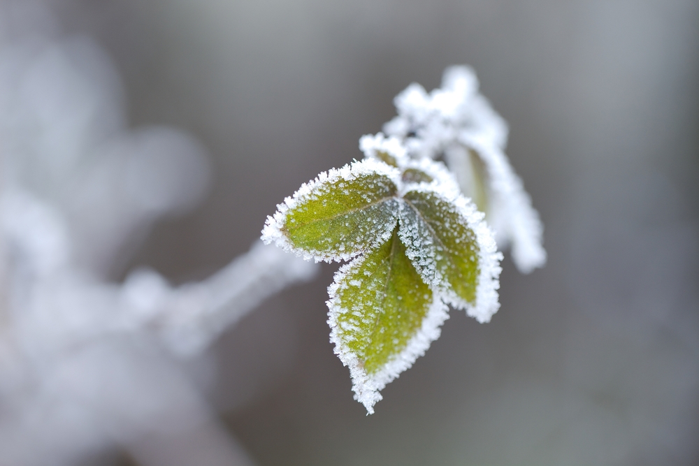 A plant with ice