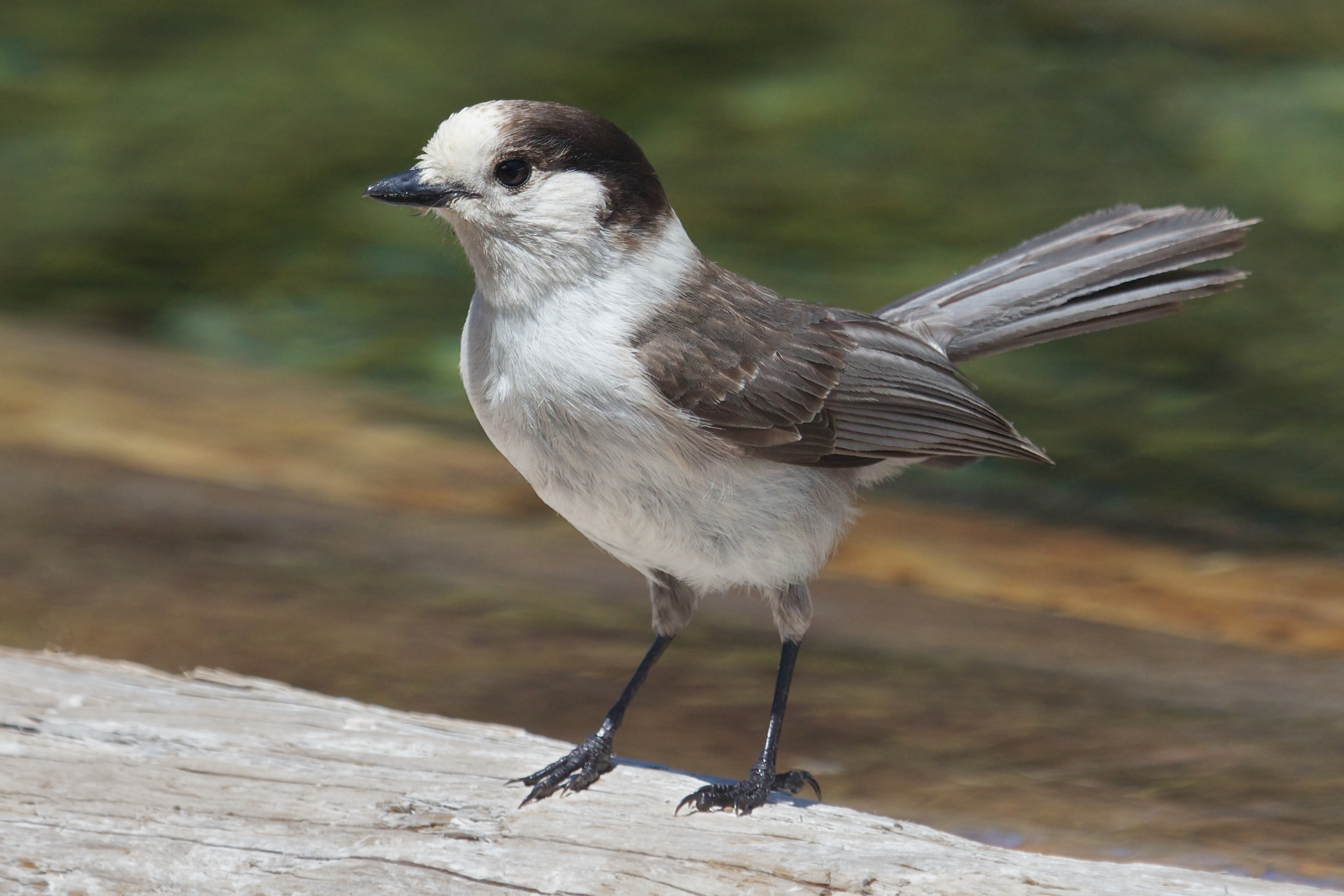 What Us Canada S National Bird