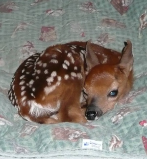 May as a fawn in 2012