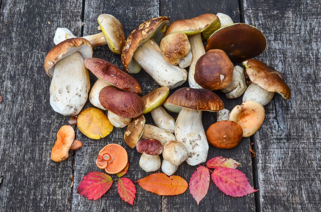 Toronto Public Health Warns About Eating Wild Mushrooms