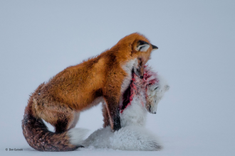 Red fox vs. arctic fox