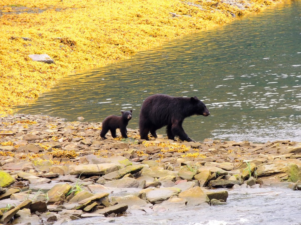 the-best-wildlife-tours-across-canada