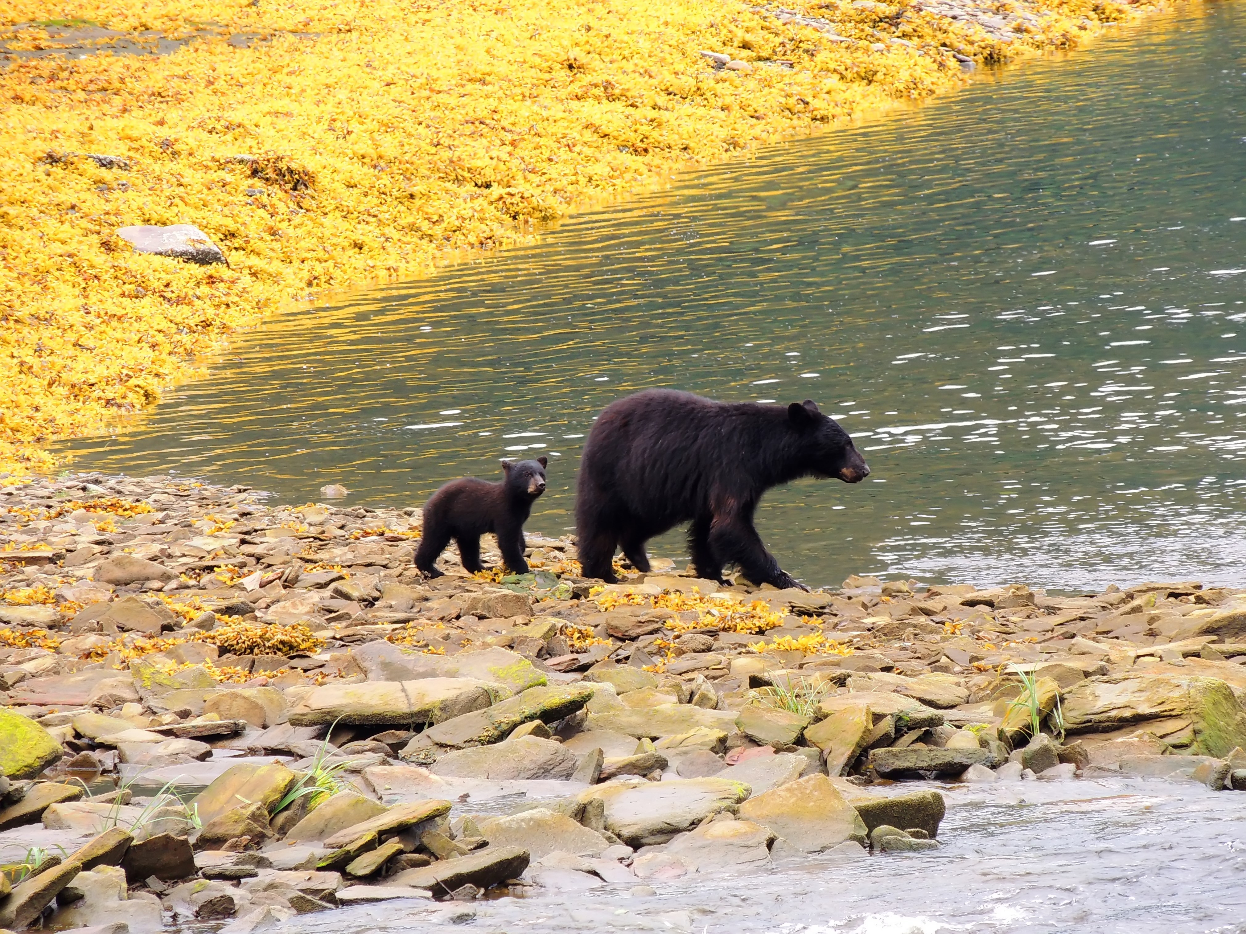 wildlife tours in canada