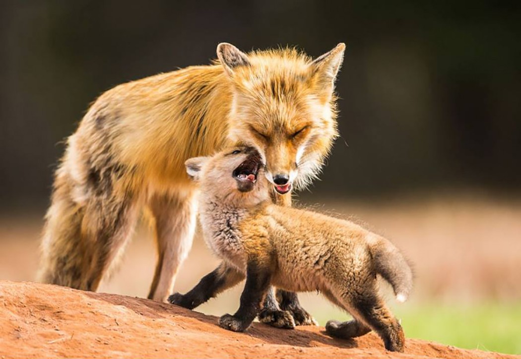 Momma and Baby Red Fox
