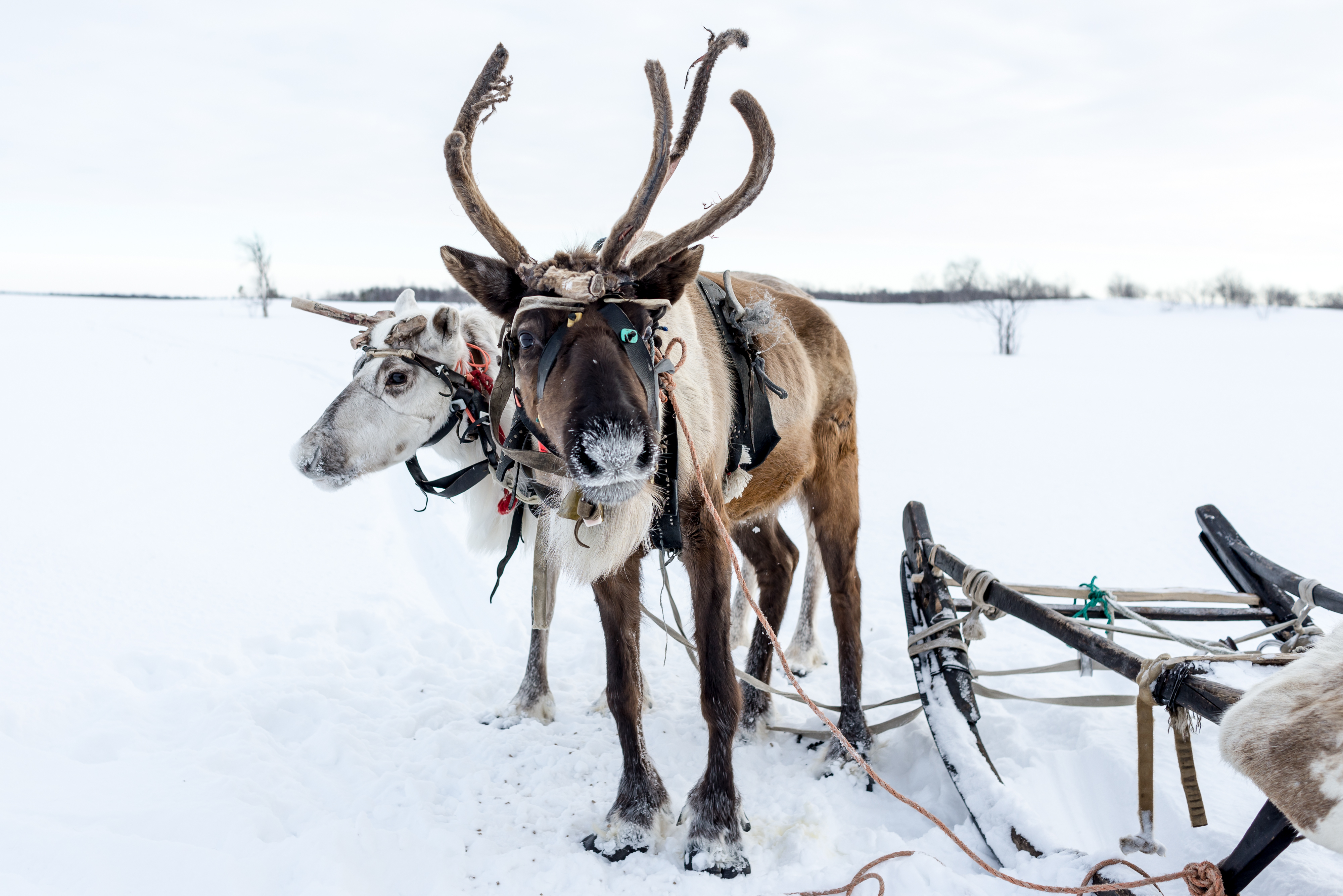 Dogsled in the Yukon or Reindeer-drawn Sleigh Ride in Finland