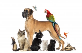 Many pets together like a dog, parrot, cat, etc.