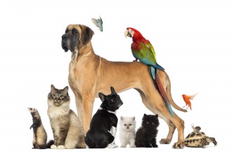Many pets together like a dog, parrot, cat, etc.