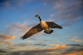 Canadian goose flying high in the sky during sunset.