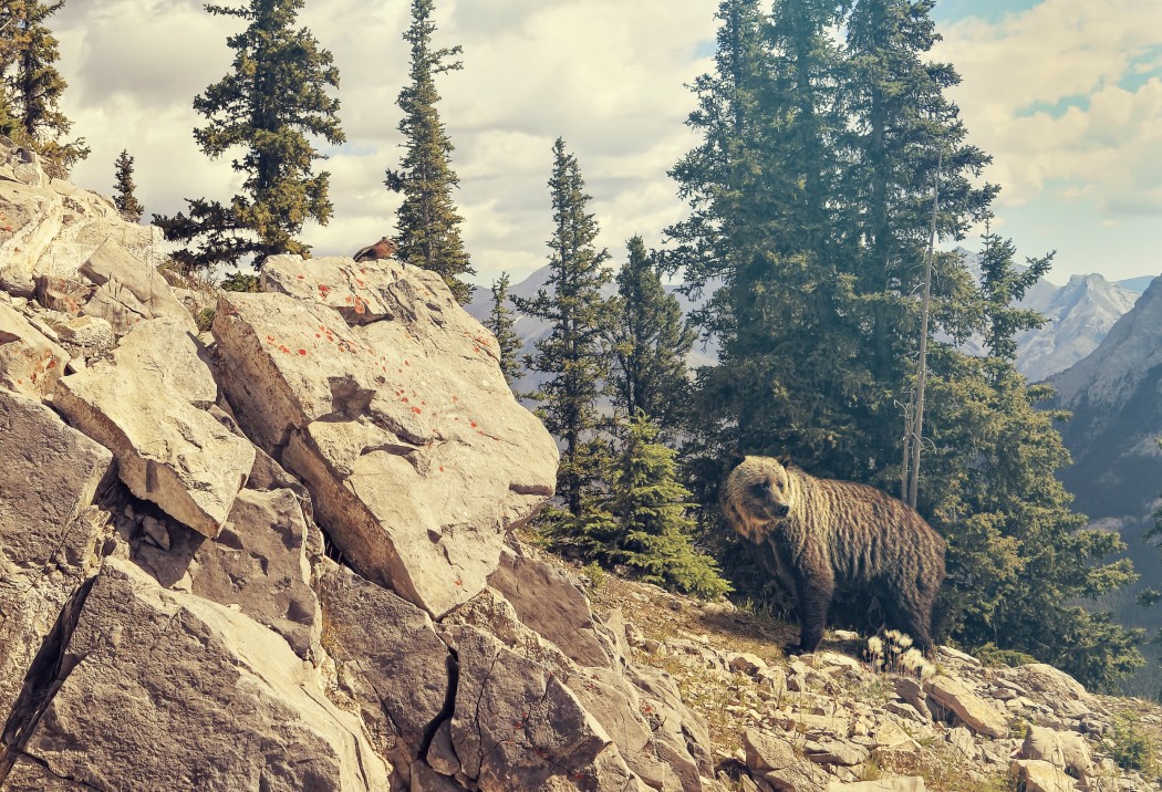 Grizzly bear in National park. Canadian Rocky Mountains forest landscape in the background. Chipmunk on the rock in the foreground. Banff, Alberta. Canada. Toned colors