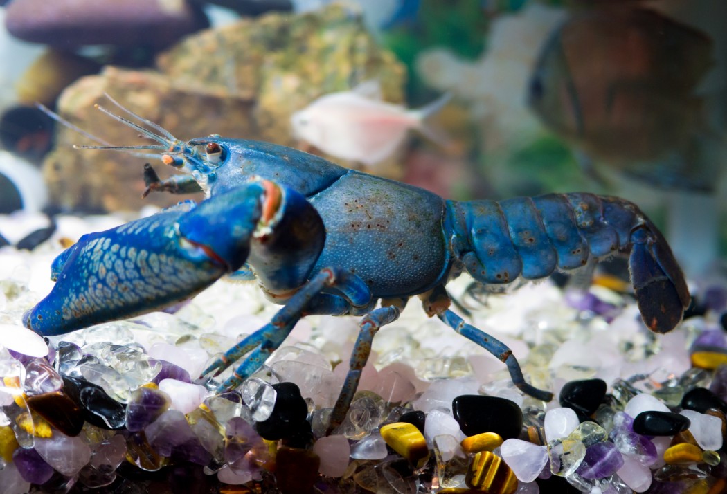 A blue lobster.