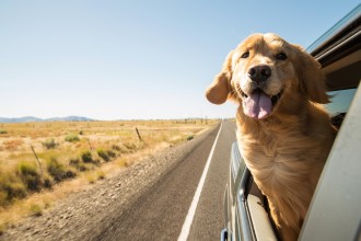 A golden retriever's head sticking out of a car window on the open road.