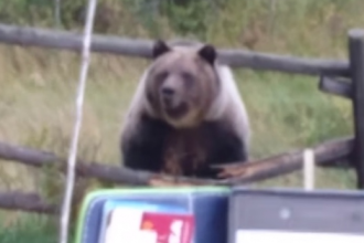 A grizzly bear in a family's backyard in Albera.
