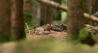 Fox family playing in a forest.