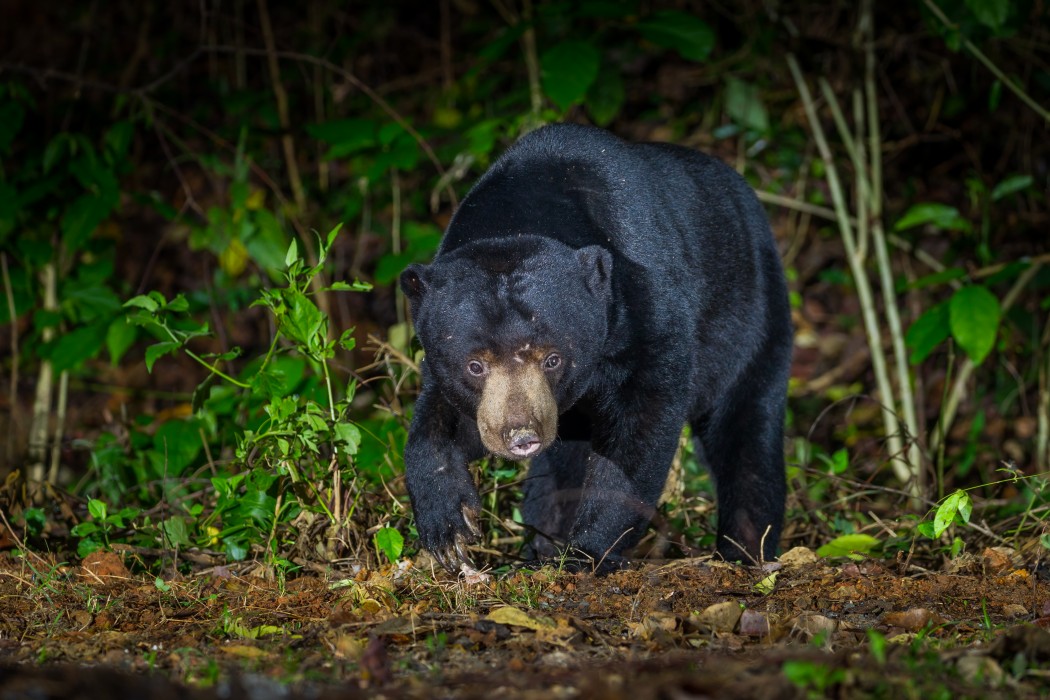 An Asian black bear.