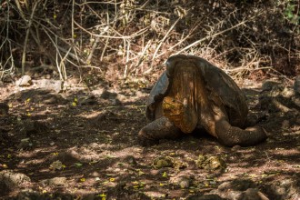 Galapagos giant tortoise Super Diego lifting head