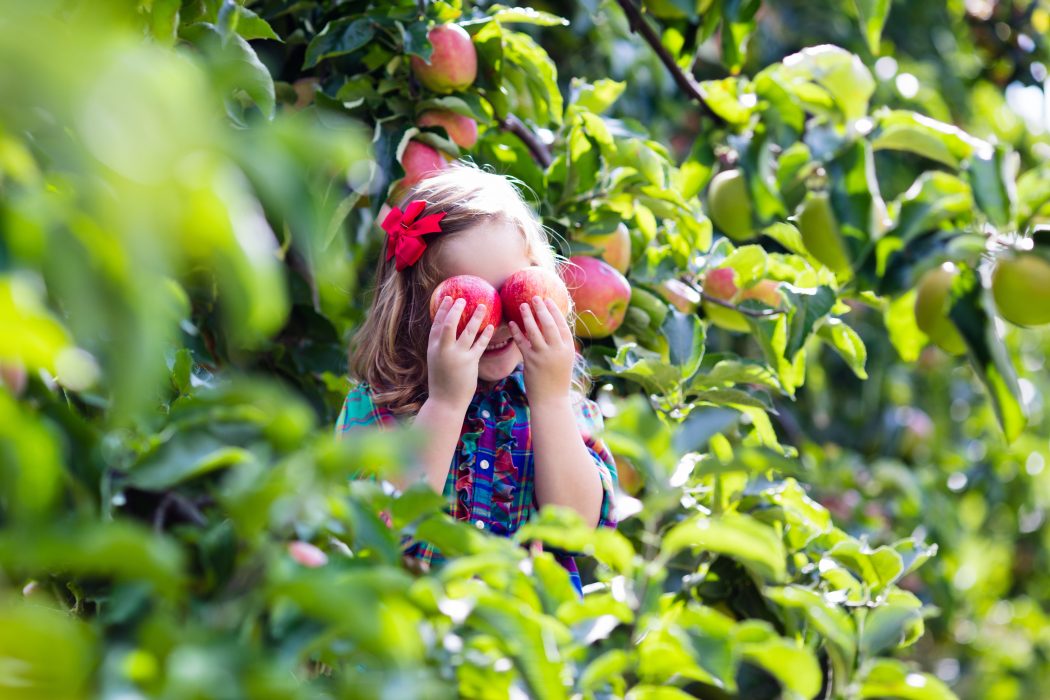 A little girl apple picking.
