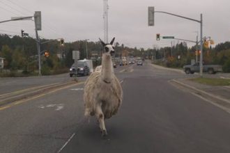 llama on the loose in Sudbury, On.