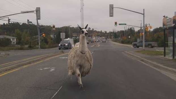 llama on the loose in Sudbury, On.
