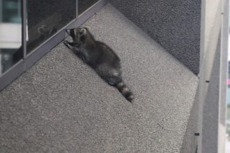 A baby raccoon trapped on a window ledge of the Toronto Star building.