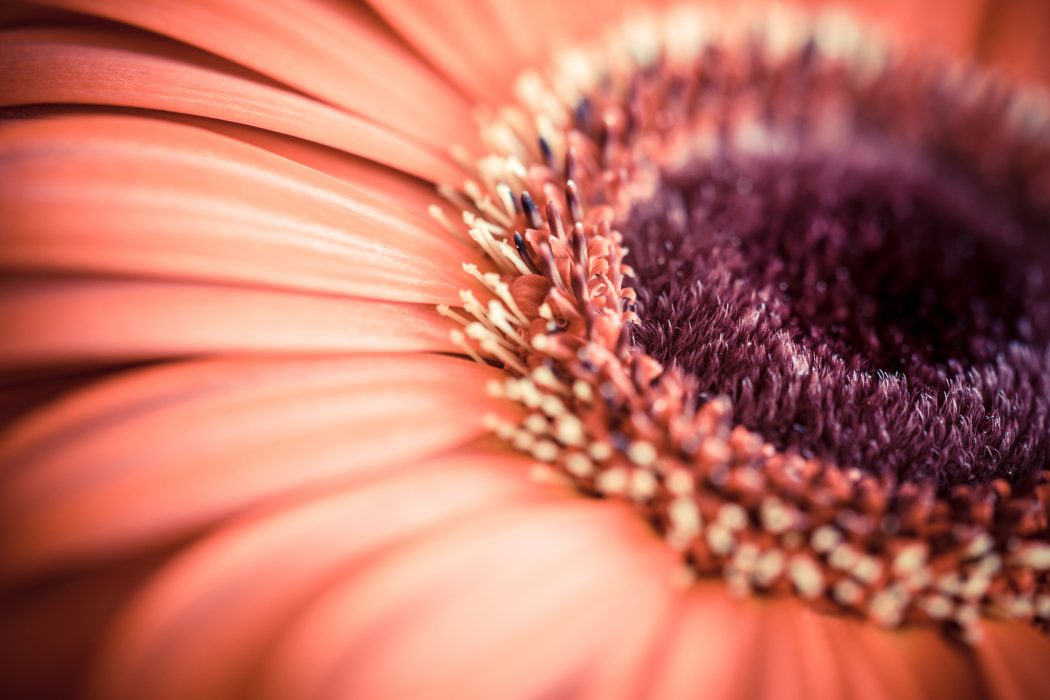 A close-up of a flower.