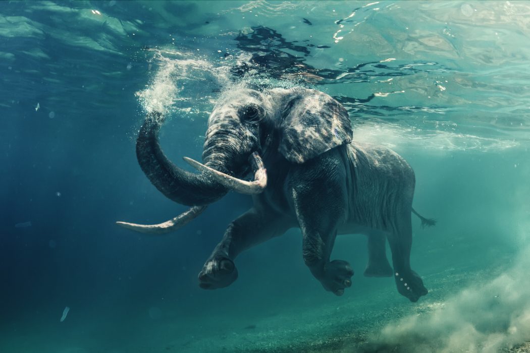 An elephant swimming.