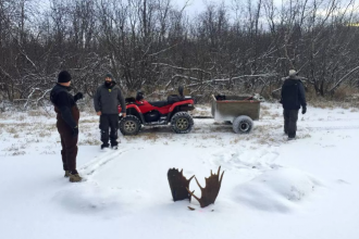 Moose antlers encased in ice