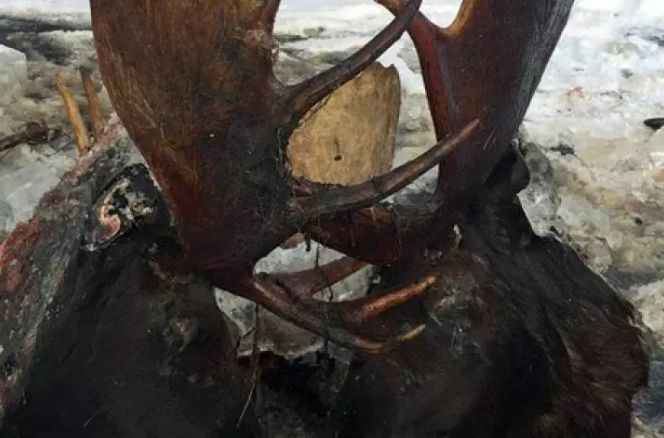Two moose antlers locked together encased in ice in Alaska