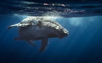 A female Humpback whale