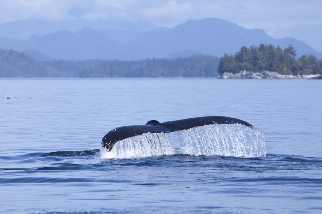 Humpback whale tale dripping with water in British Columbia off the Sunshine Coast.
